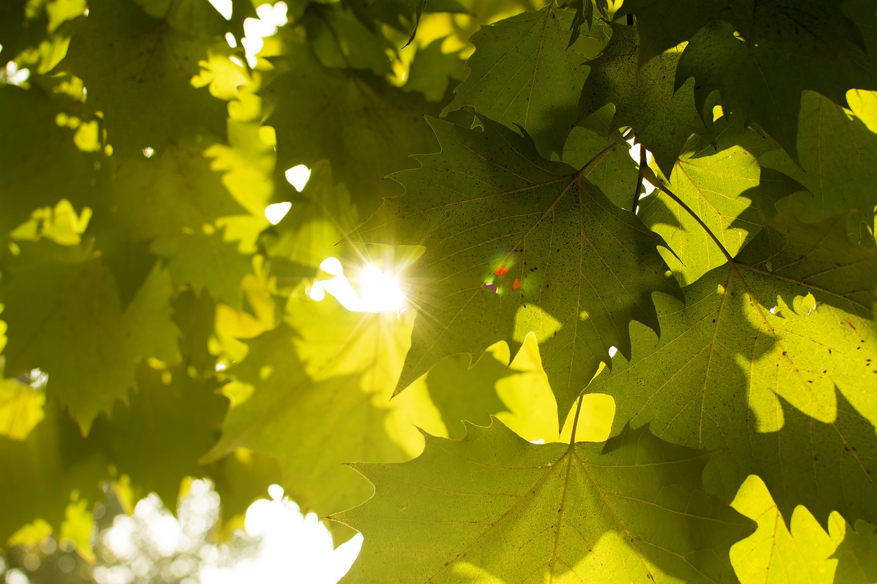 maple plant sunshine free photo