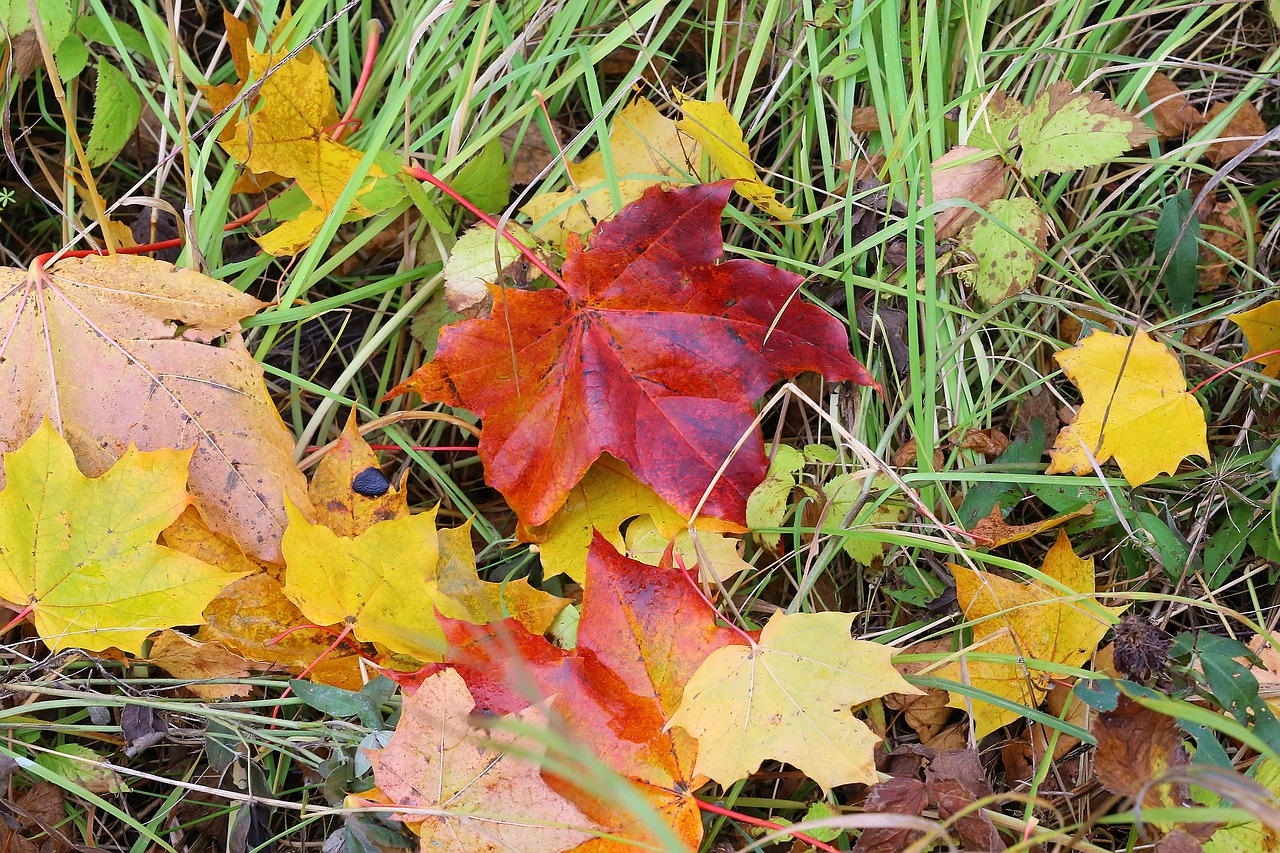 maple leaves autumn free photo