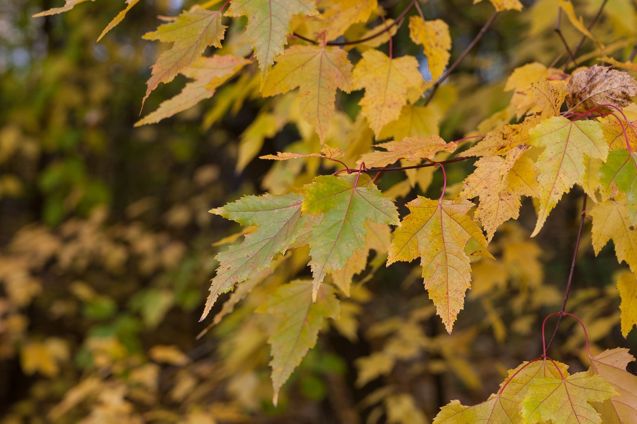 maple leaves autumn free photo