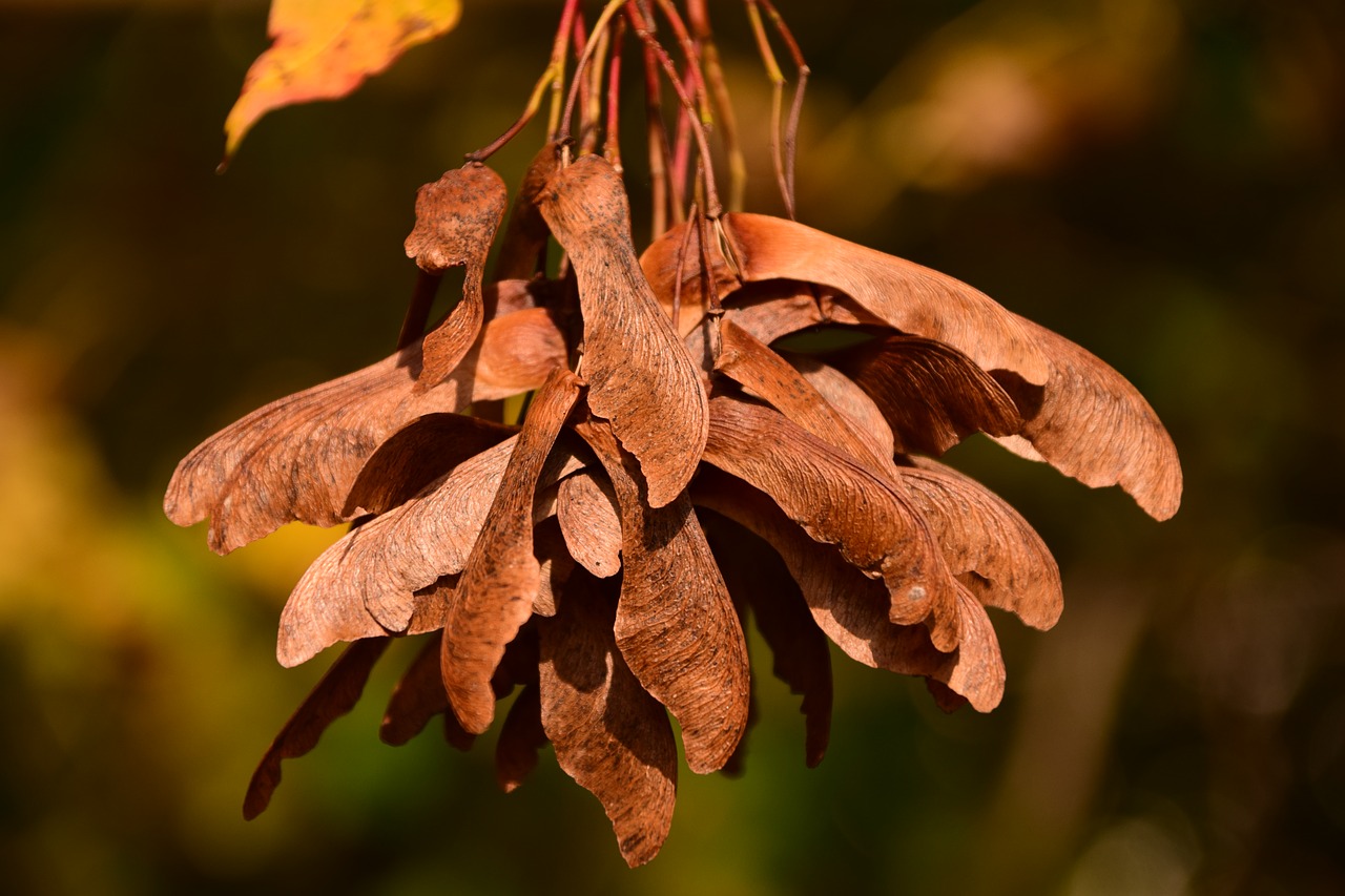 maple seeds flying seeds free photo
