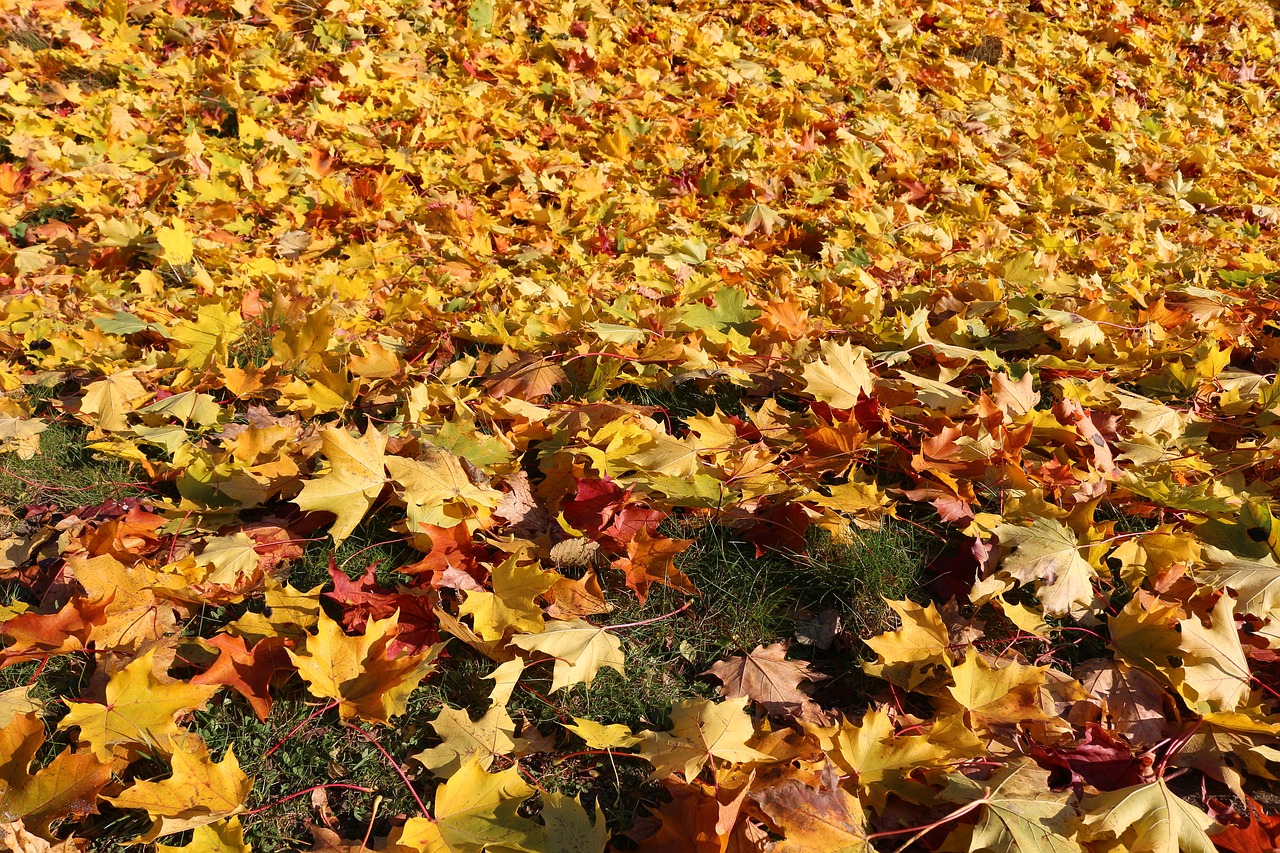 maple autumn leaves sunny free photo