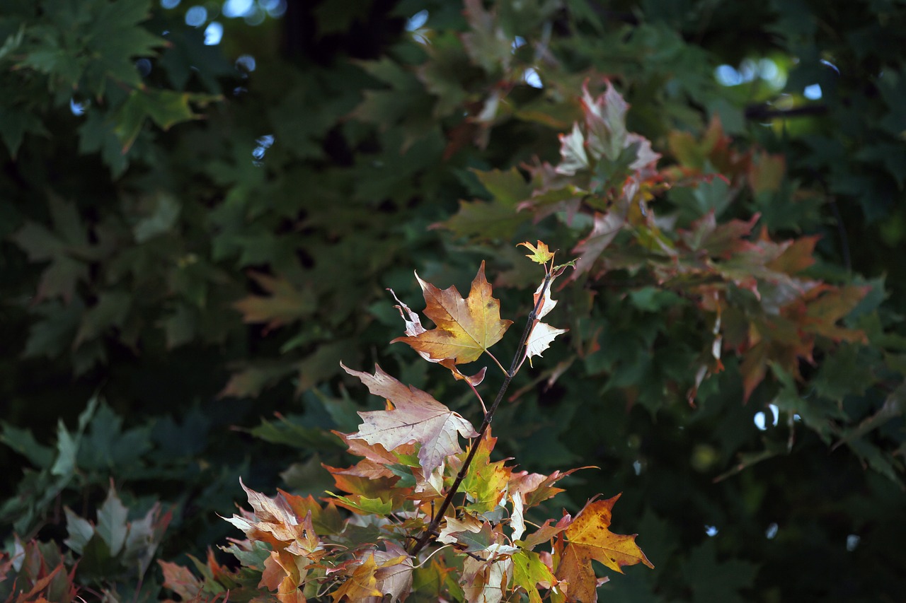 maple leaf colorful free photo