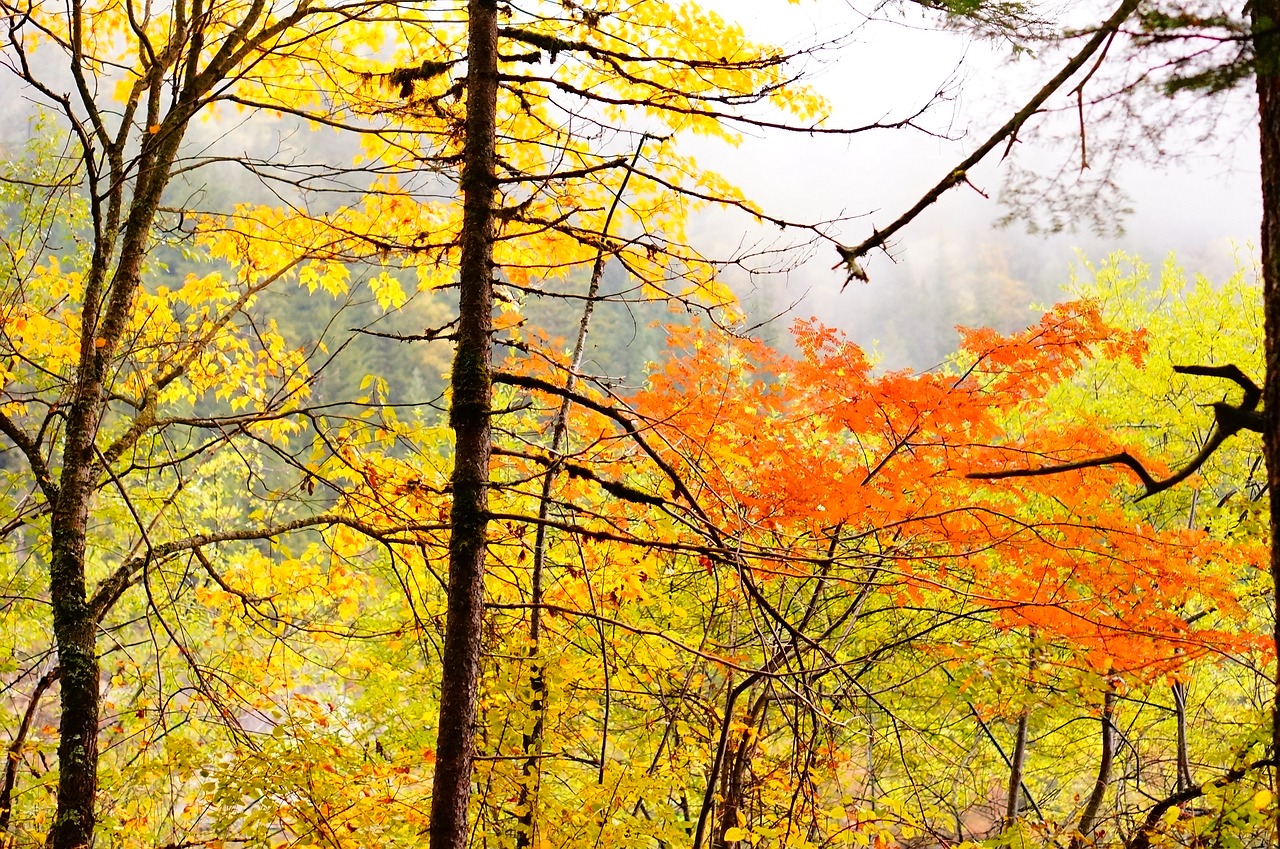 maple autumn jiuzhaigou free photo