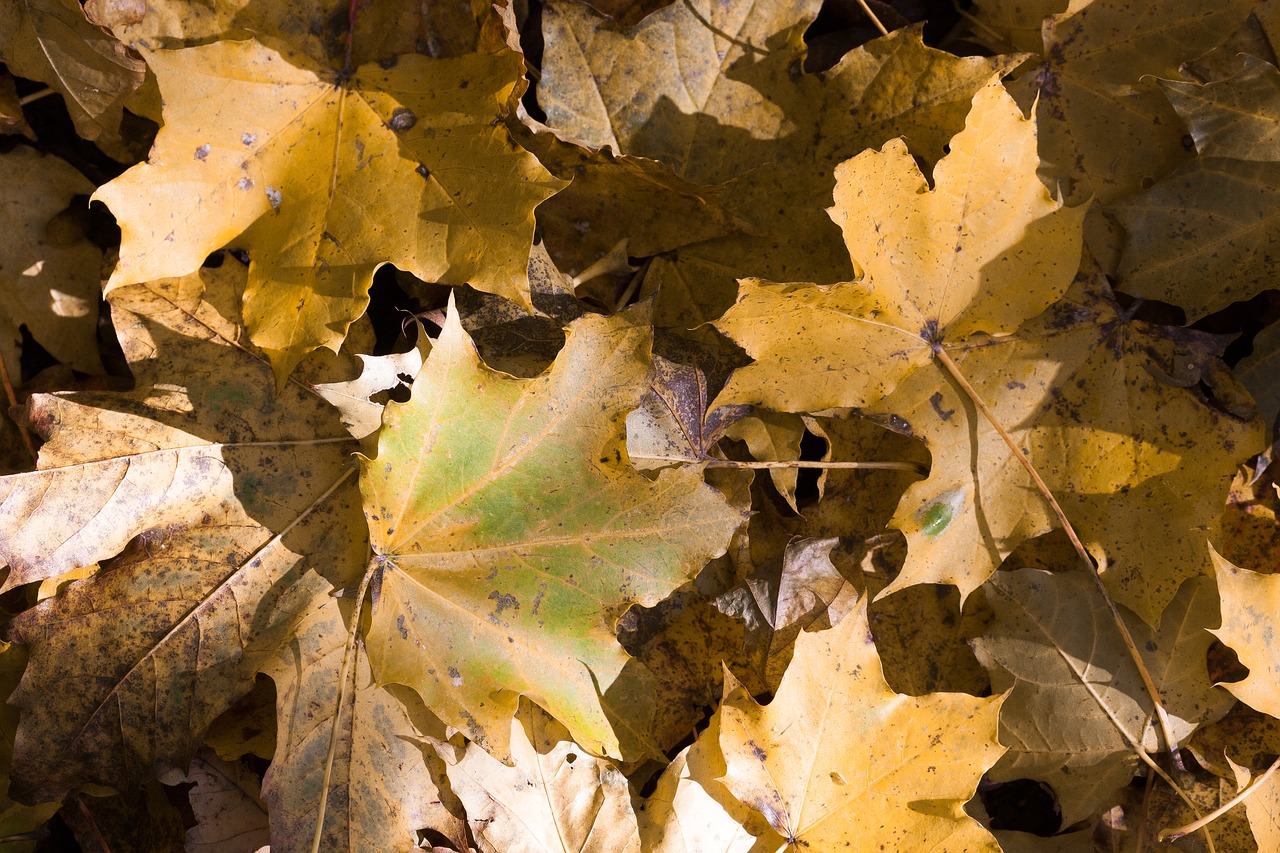 maple autumn leaf free photo