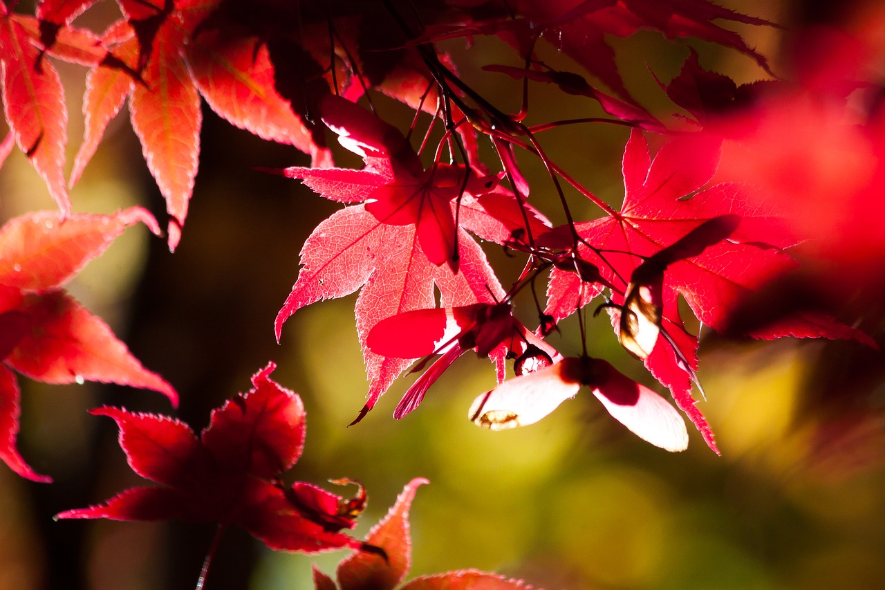 maple autumn leaf free photo