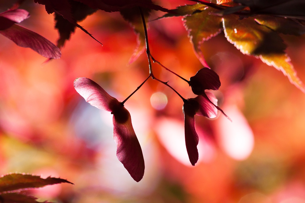 maple autumn infructescence free photo