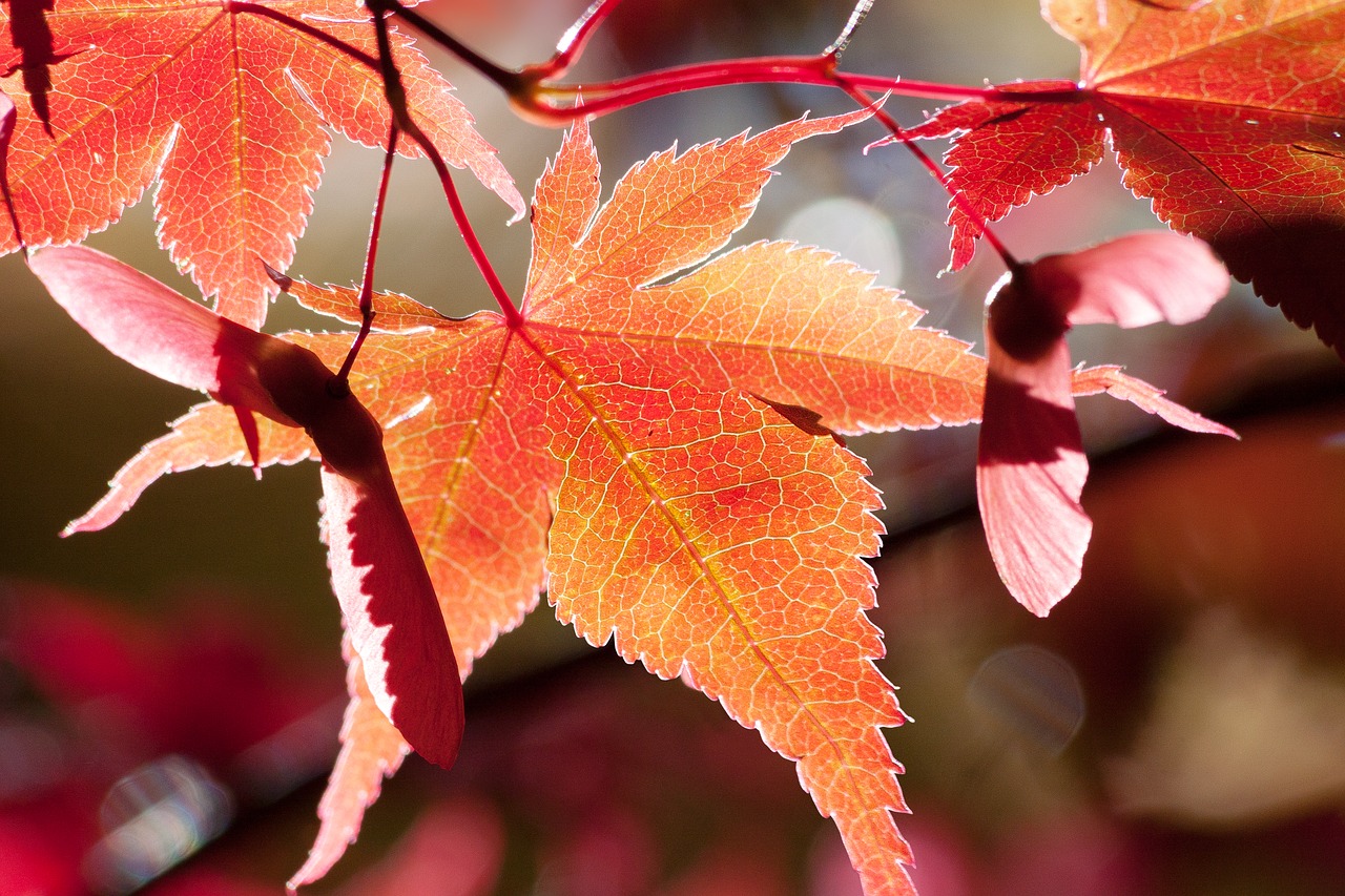 maple autumn leaf free photo