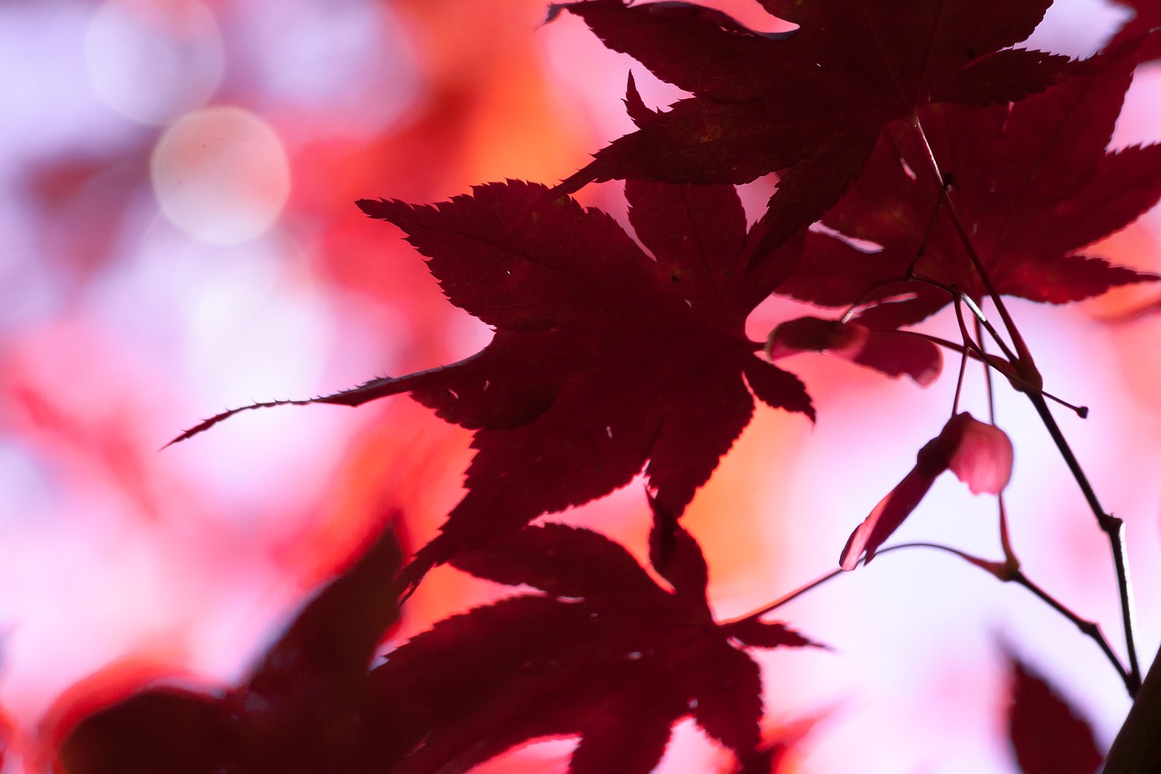 maple autumn leaf free photo