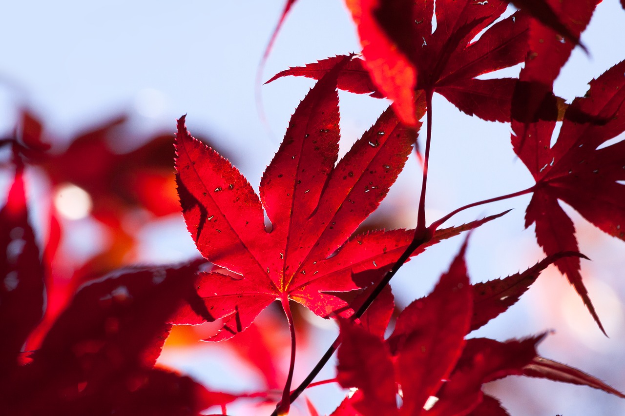 maple autumn leaf free photo