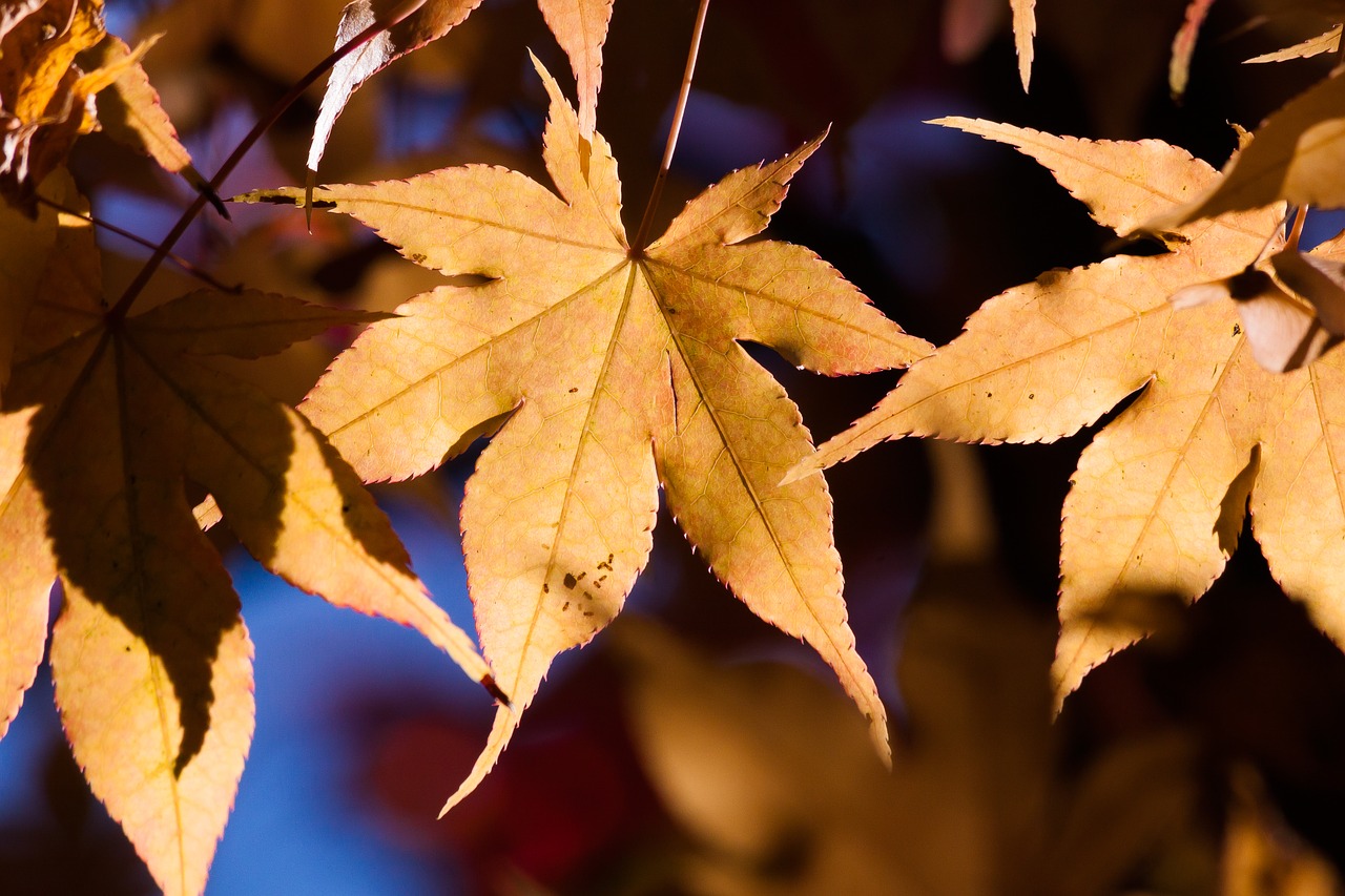 maple autumn leaf free photo