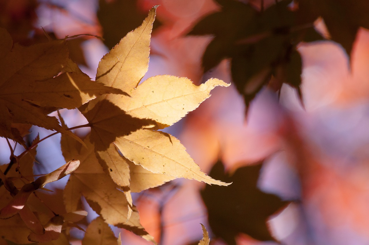 maple autumn leaf free photo