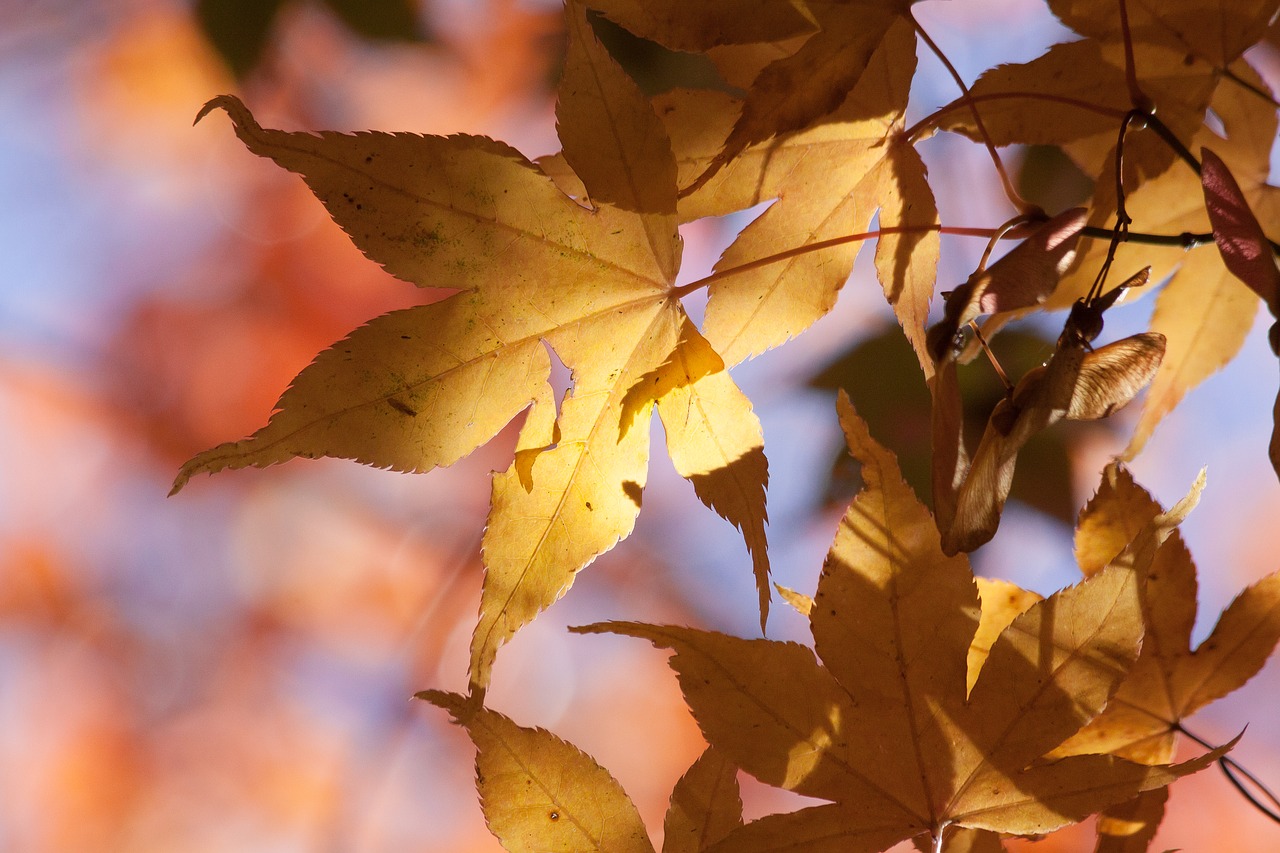 maple autumn leaf free photo