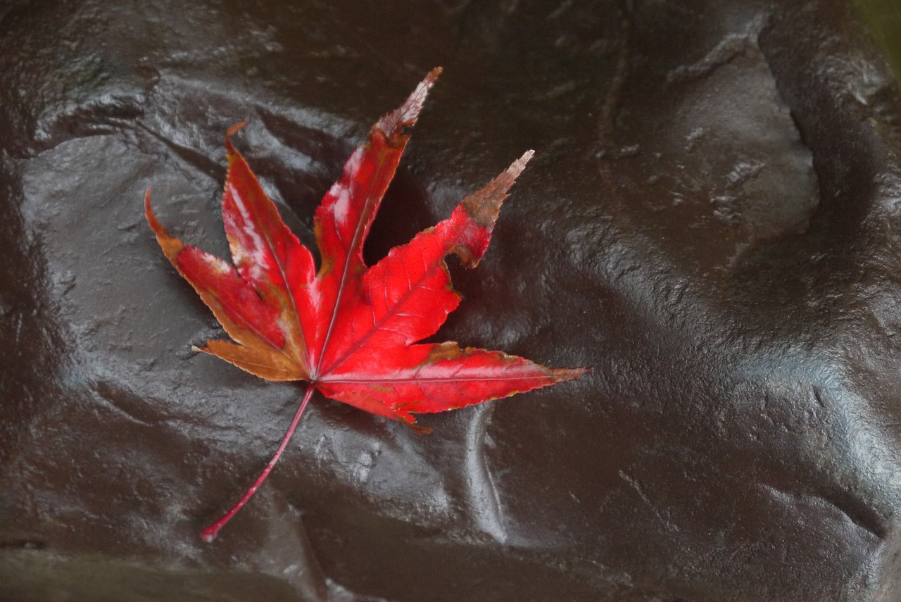 maple fall leaf free photo