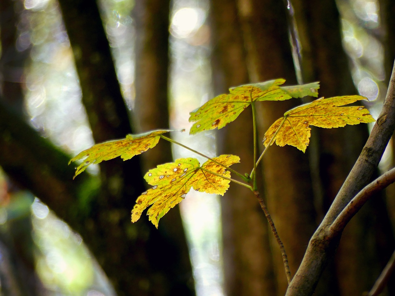 maple maple leaves autumn free photo