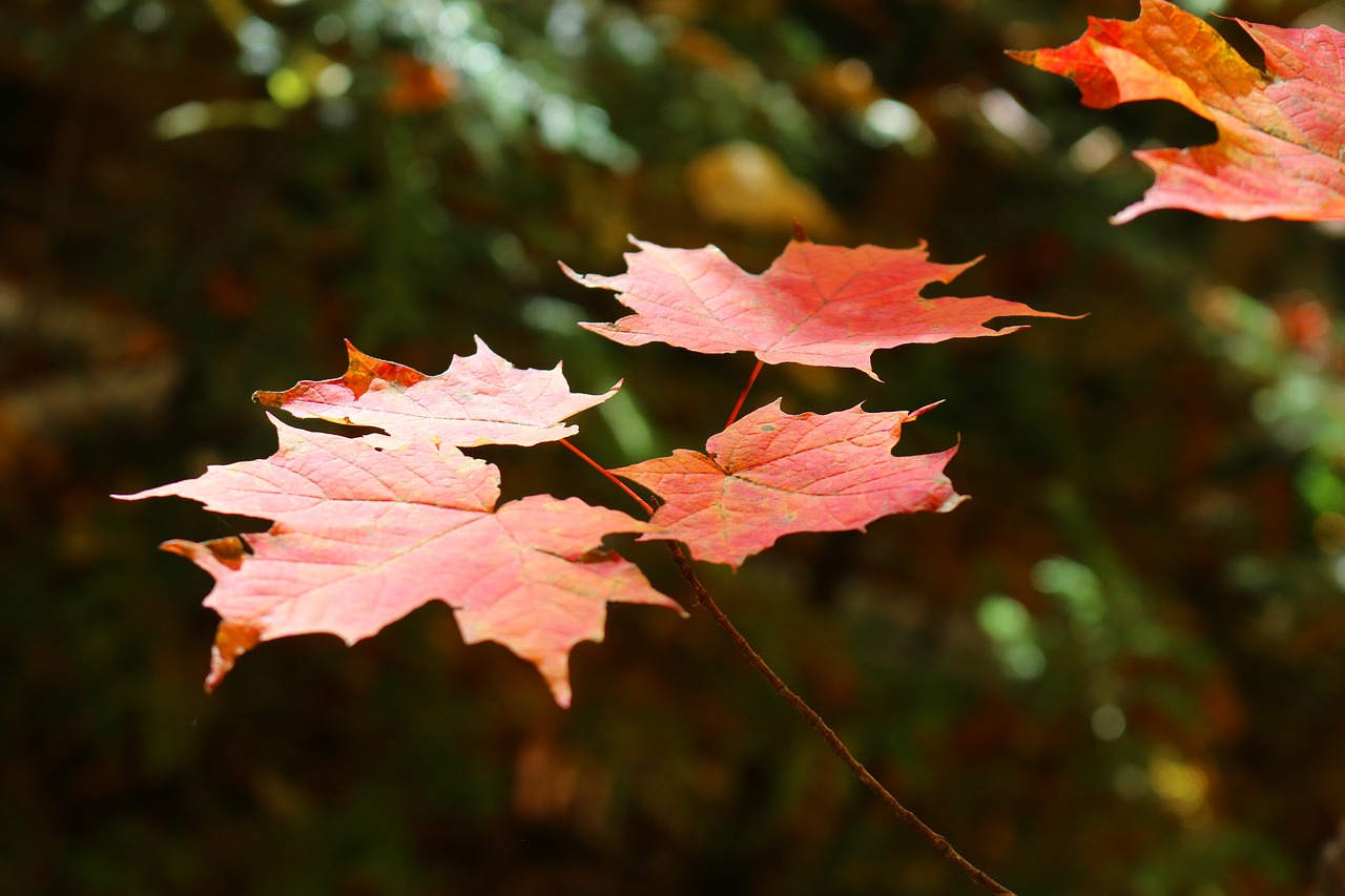 maple leaf maple leaf free photo