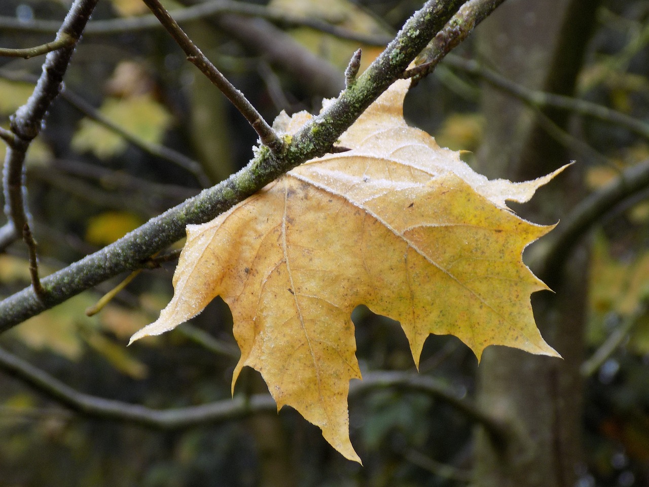 maple leaf yellow free photo