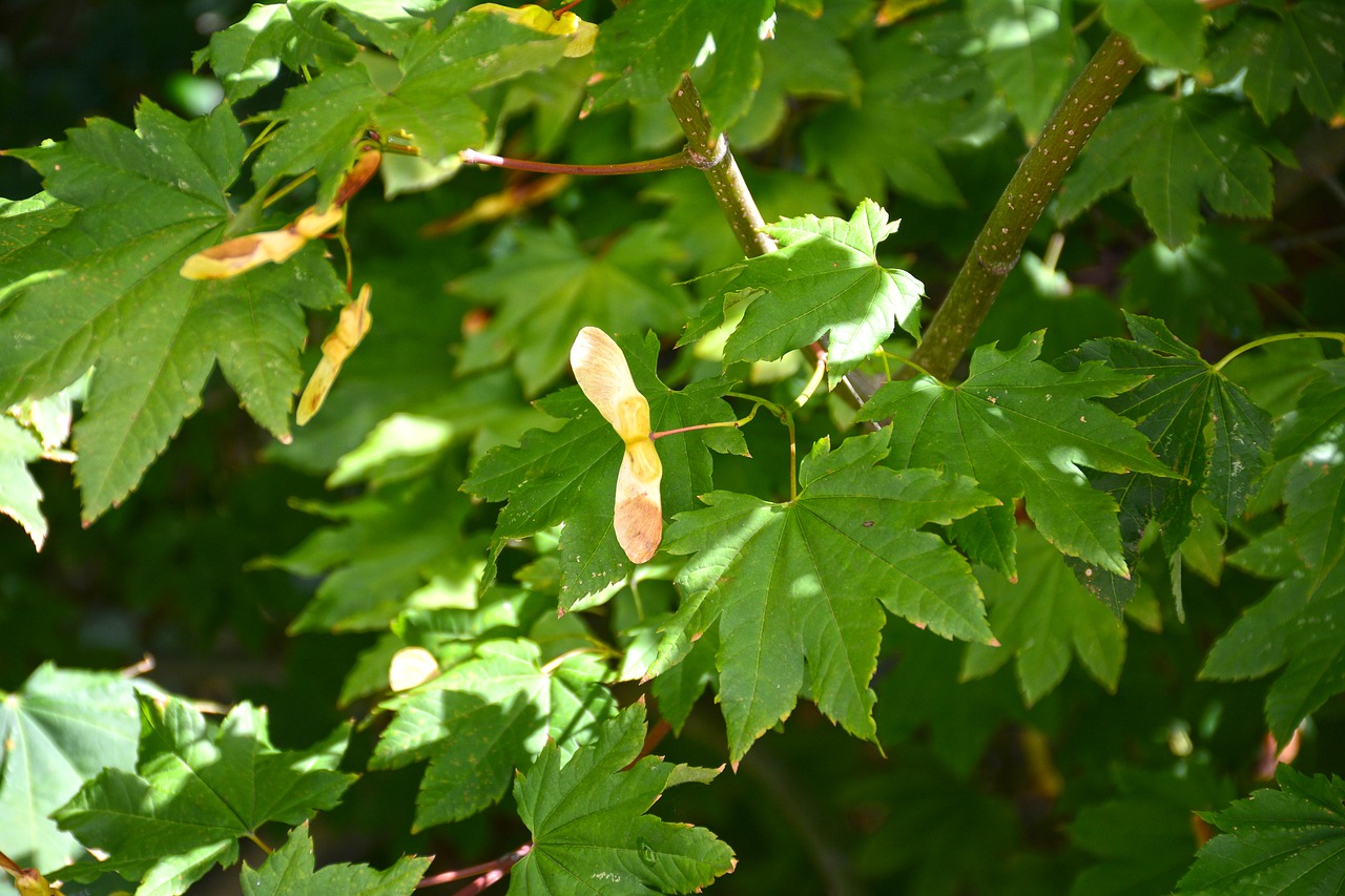 maple seeds tree free photo