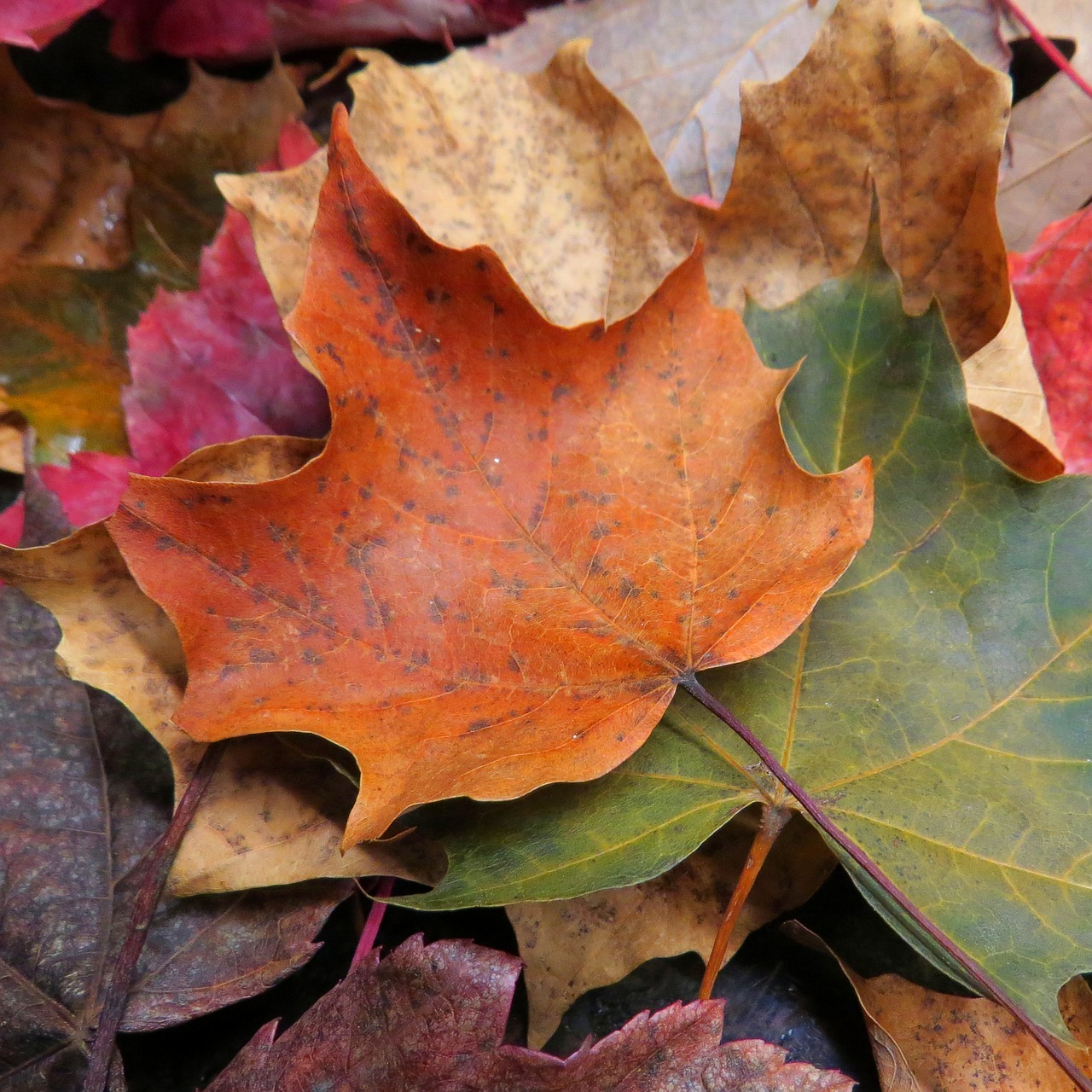 maple leaf leaves free photo