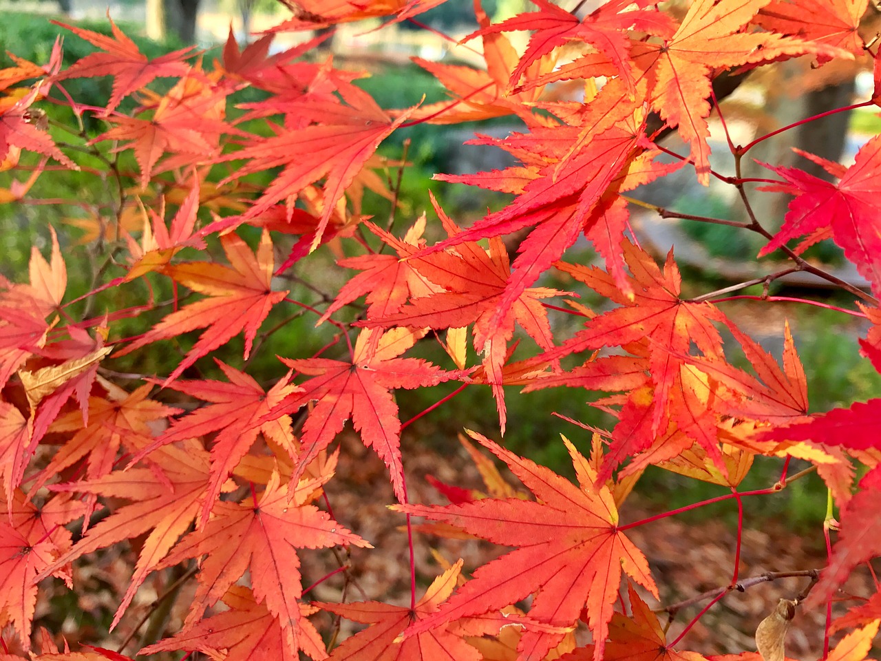 maple autumn red free photo