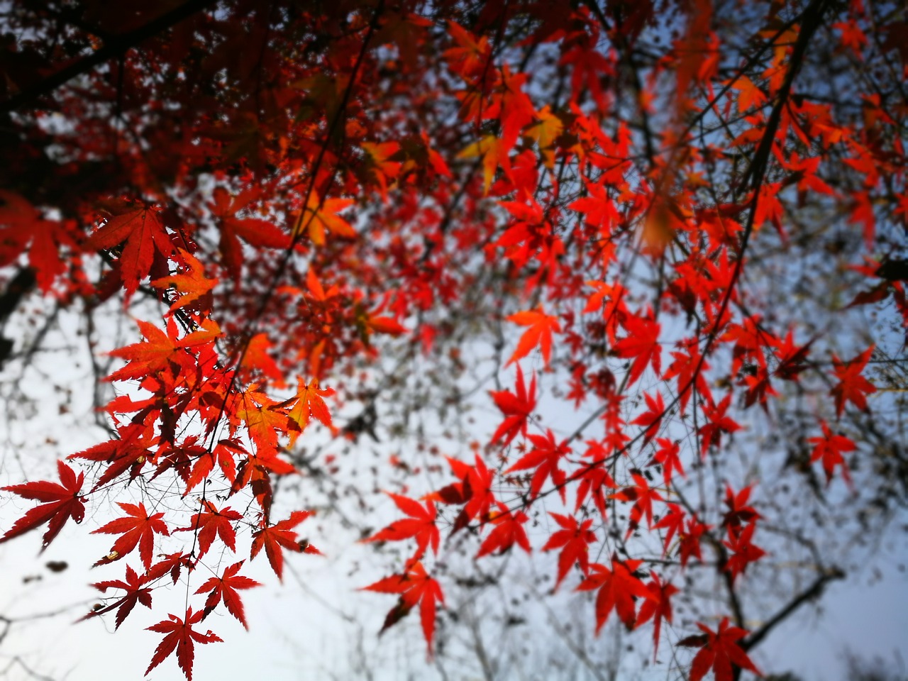 Leaves turn. Клен в снегу. Осыпаются Алые клены. Красный клен в снегу ветки. Пушистый клен и снег.