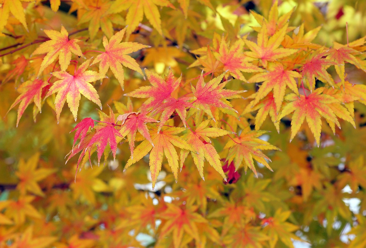 maple leaves autumn leaves free photo