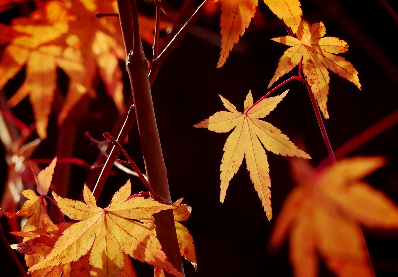 maple maple leaves maple bush free photo