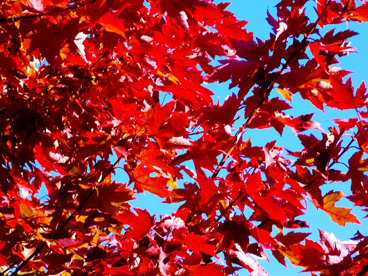 maple tree autumn free photo