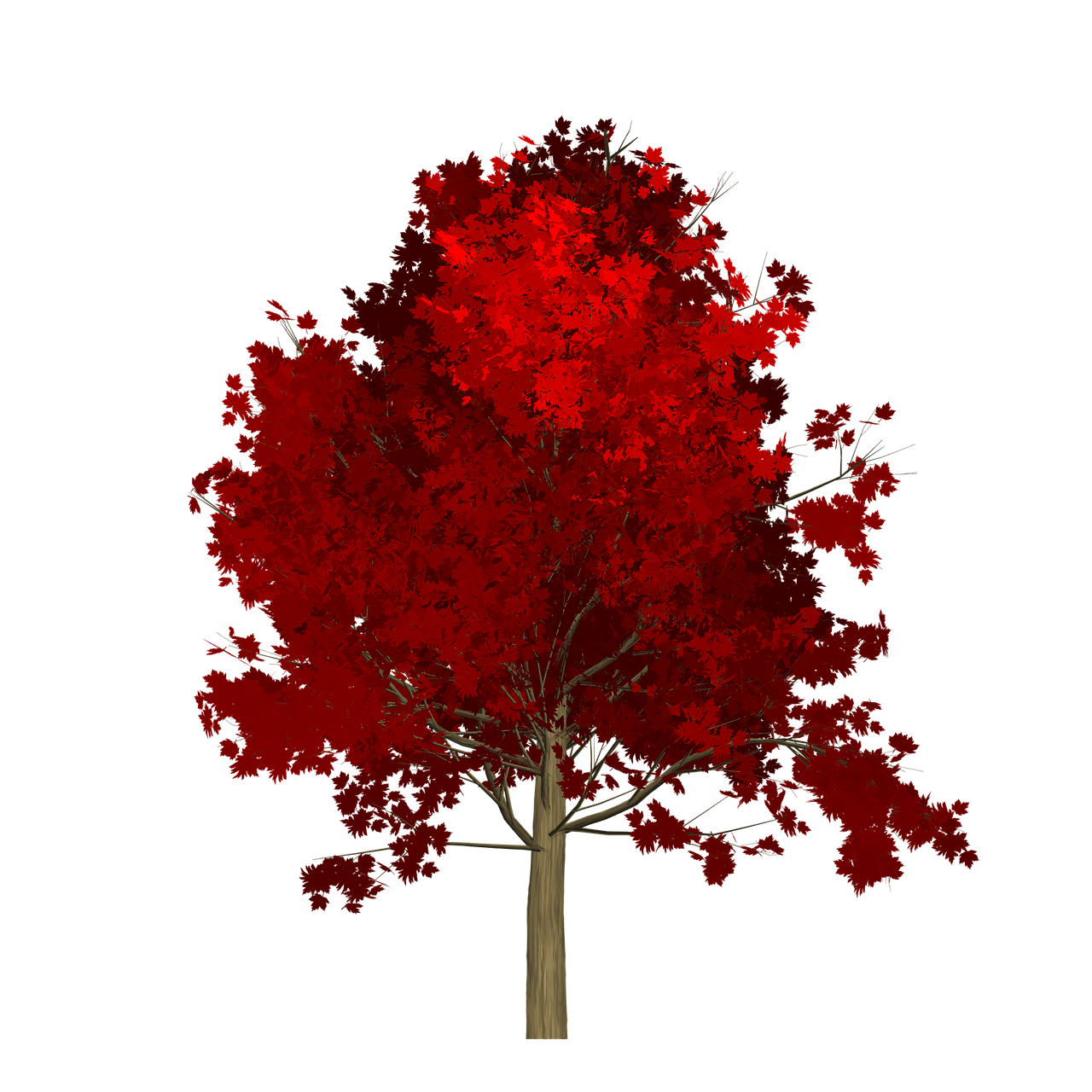 maple tree red free photo