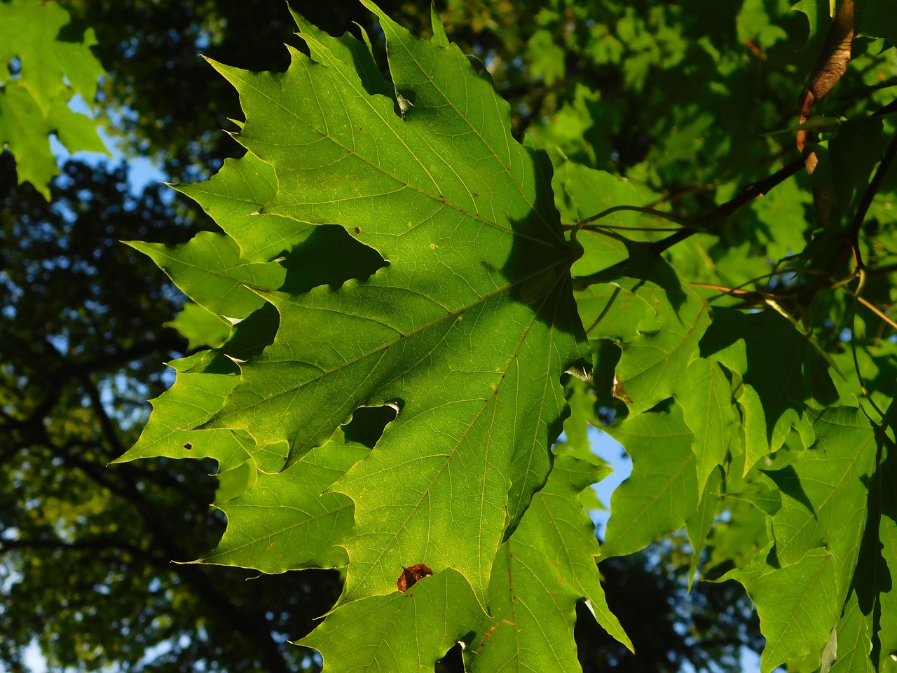 maple maple leaves leaf veins free photo