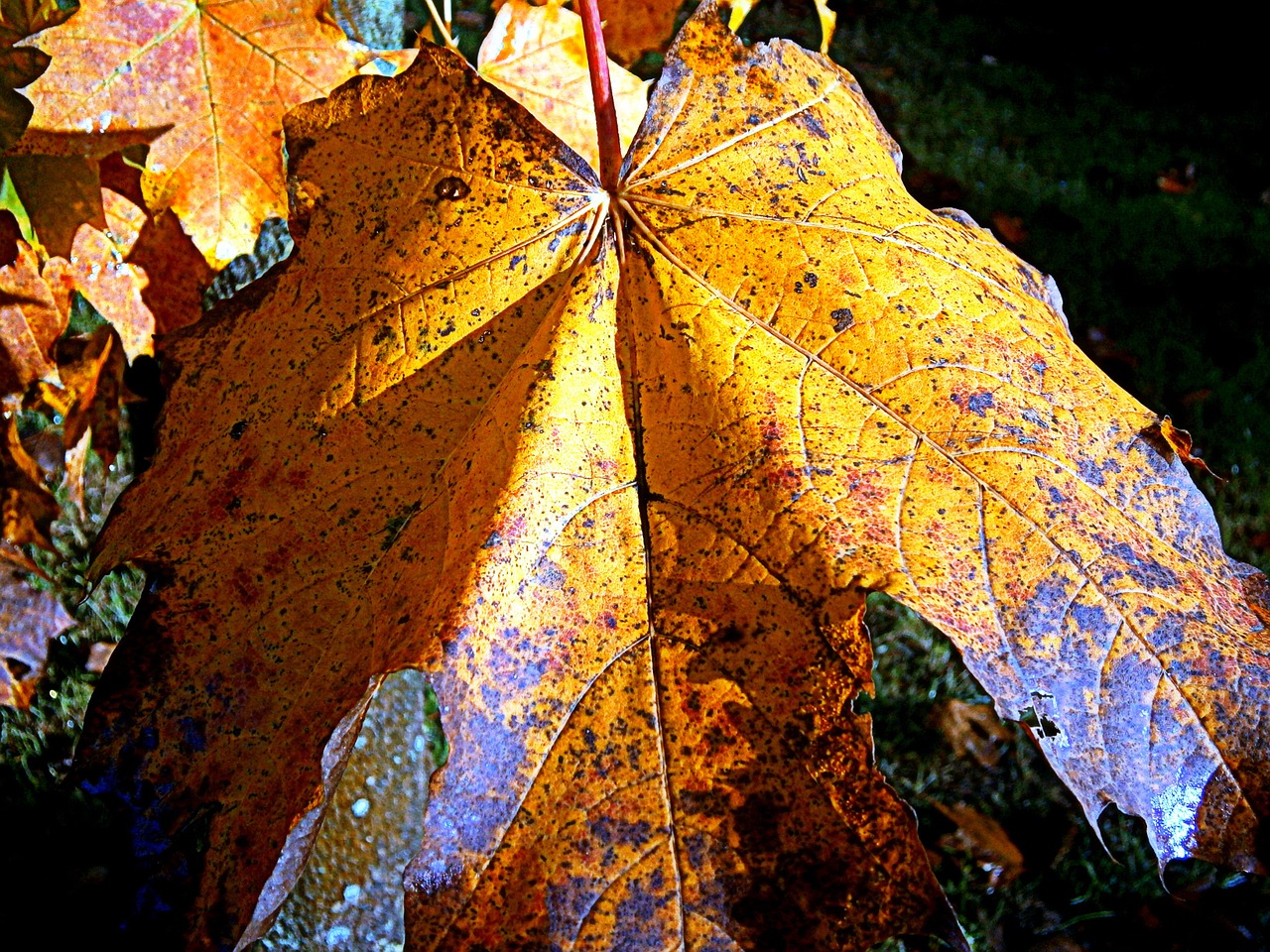 maple autumn leaf free photo