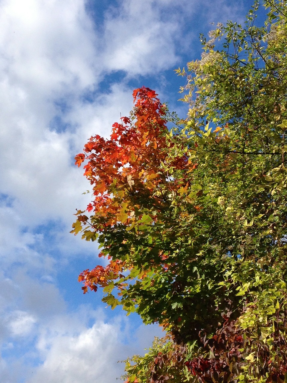 maple autumn leaves free photo