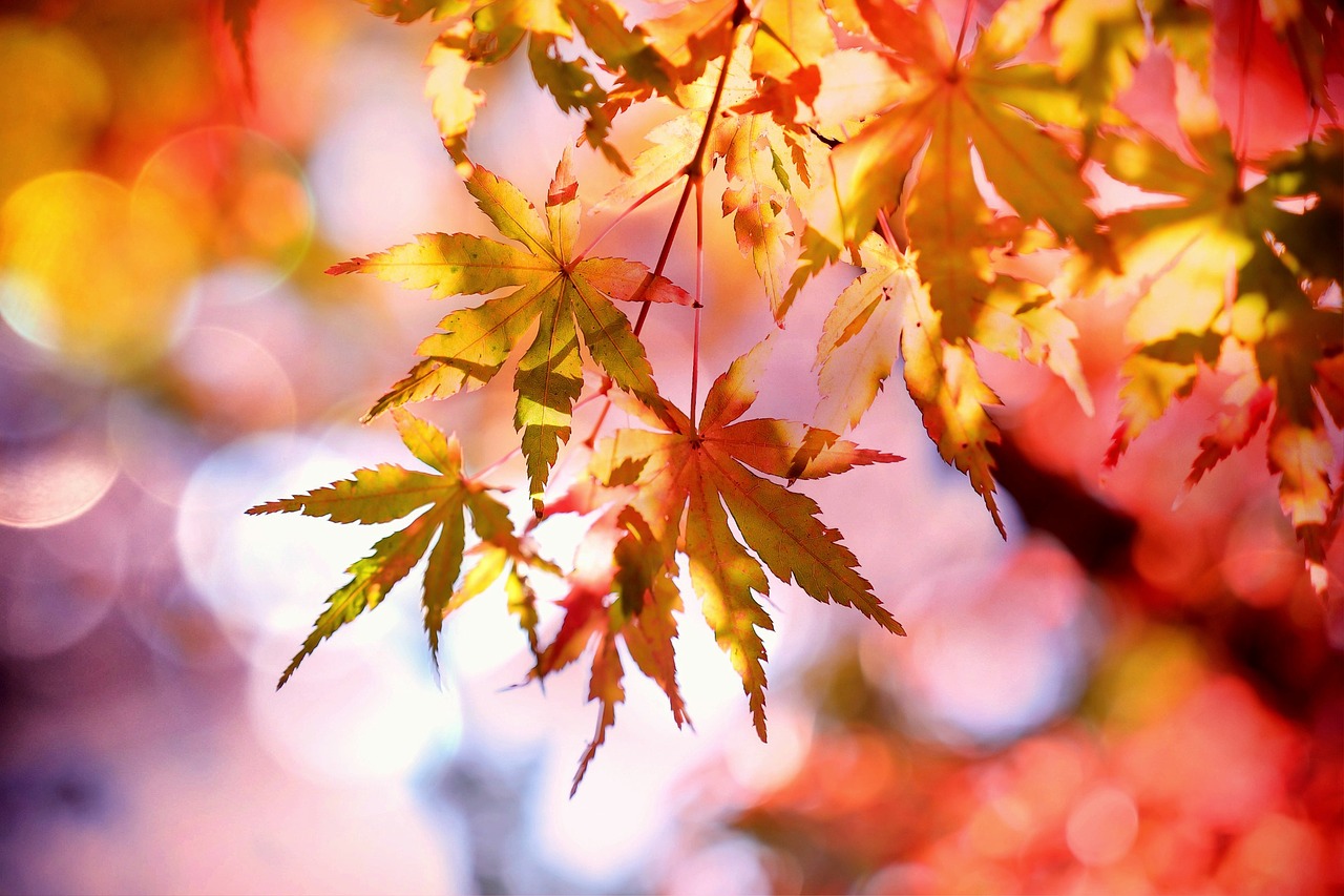 maple maple leaves emerge free photo