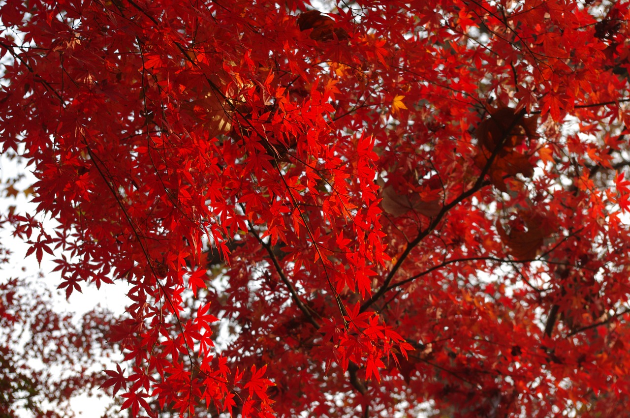 maple autumn lu xun park free photo