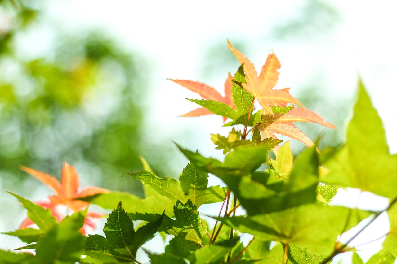 maple nature green leaves free photo