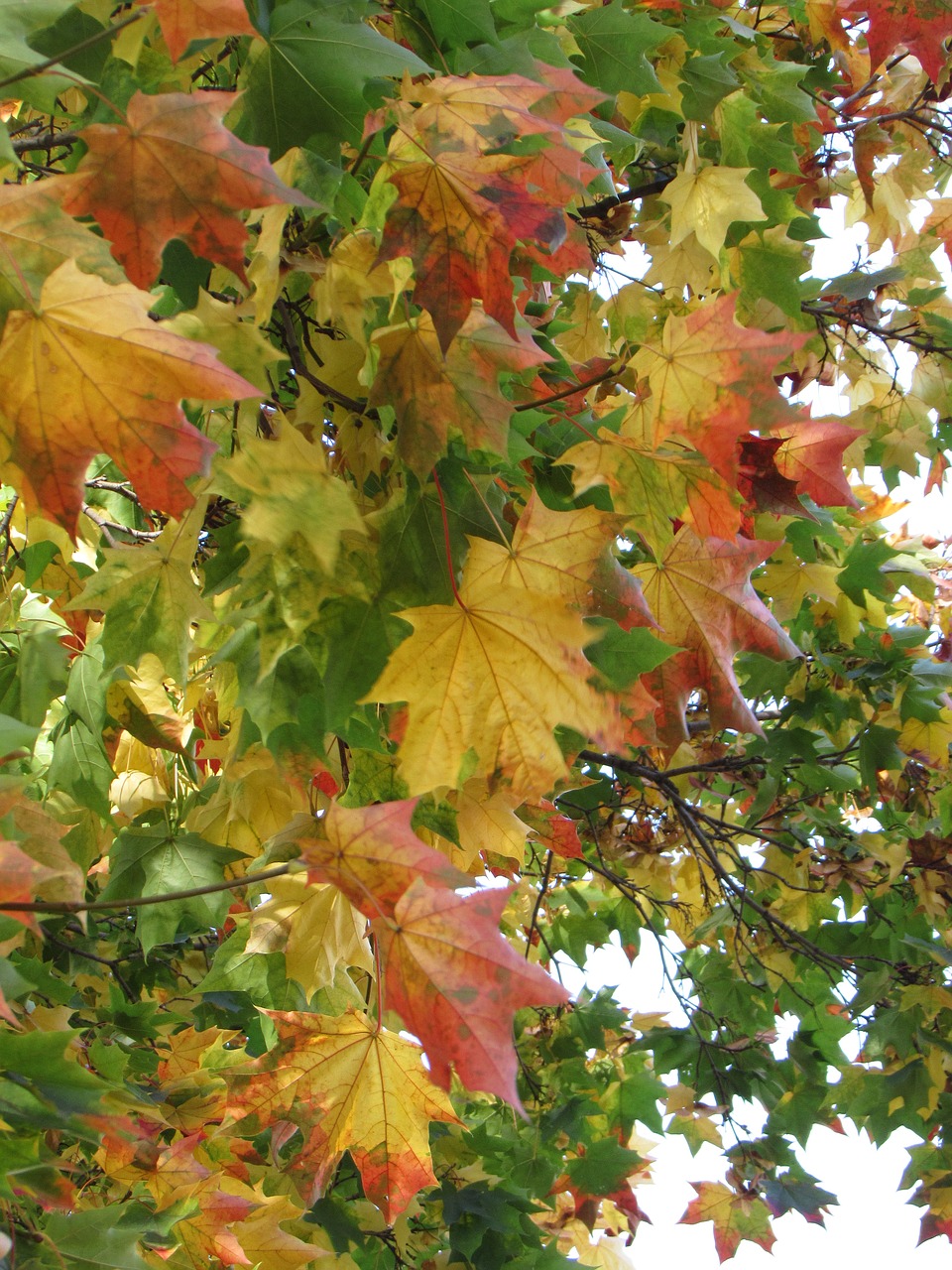 maple foliage autumn free photo