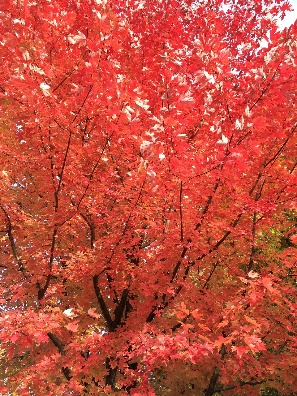 maple red leaf fall free photo