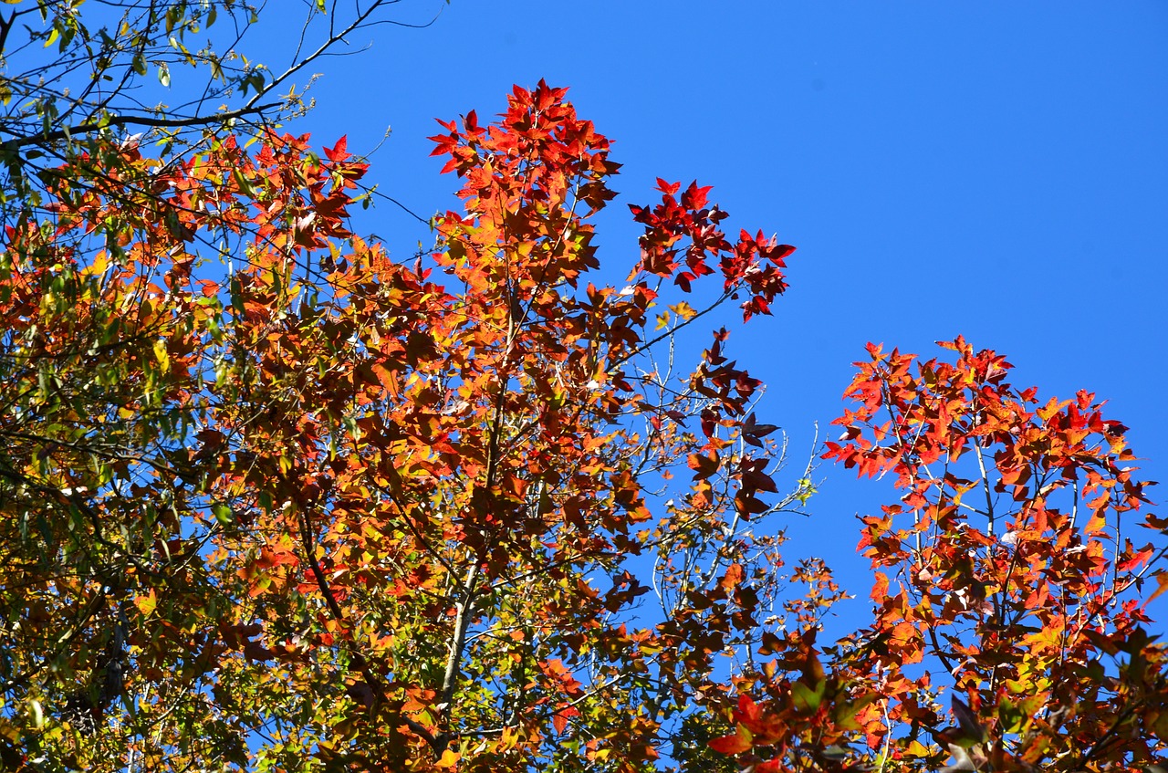 maple maple leaf red leaves free photo