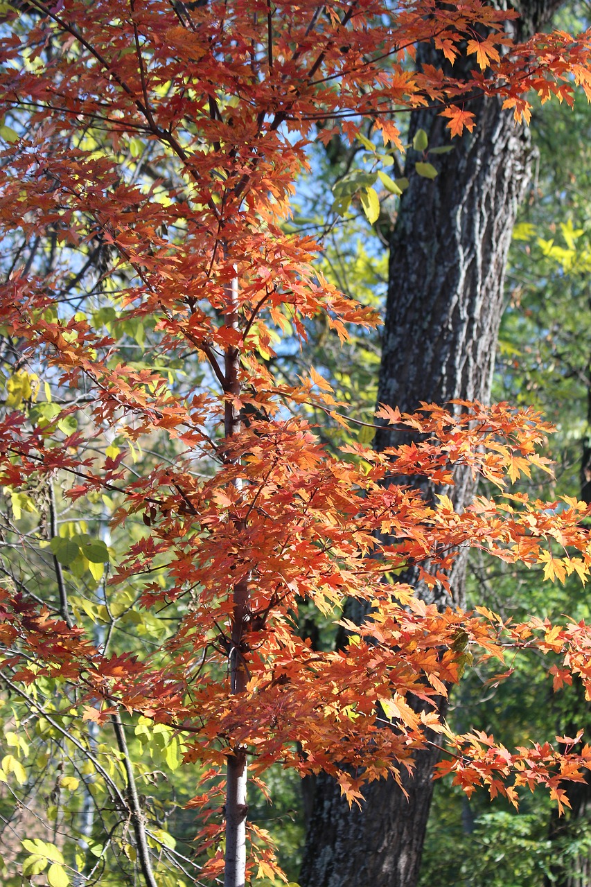 maple tree leaves free photo