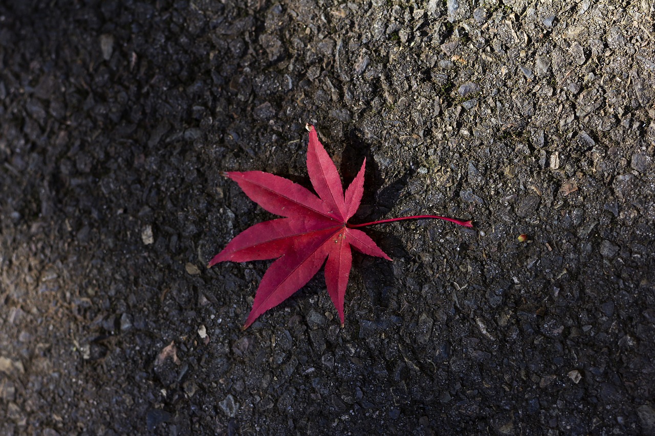 maple leaf red free photo