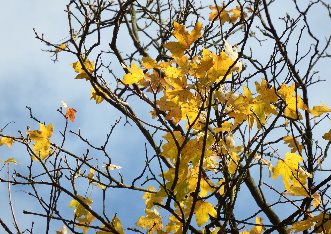 maple maple tree maple leaves free photo