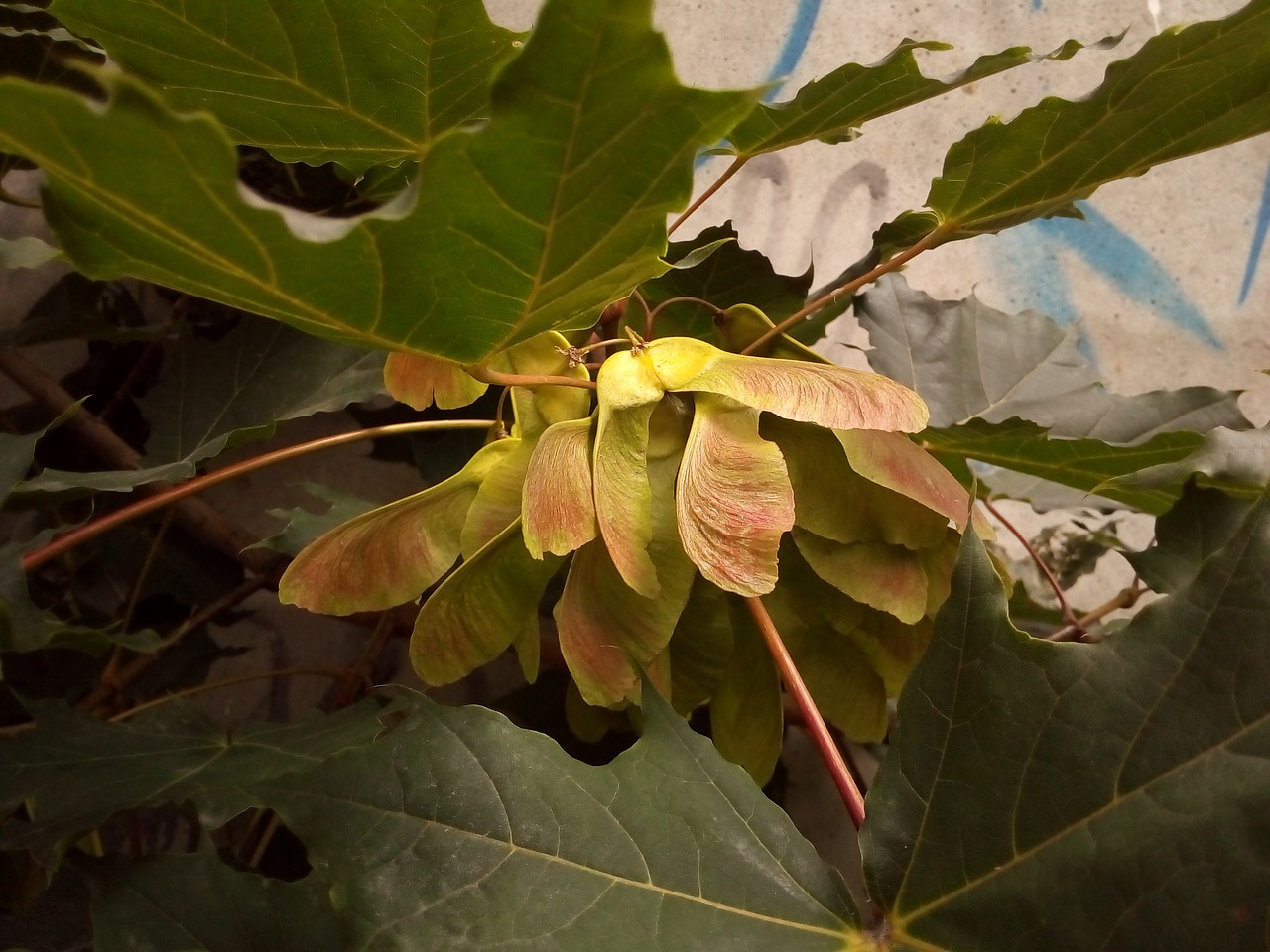 maple fruit tree free photo