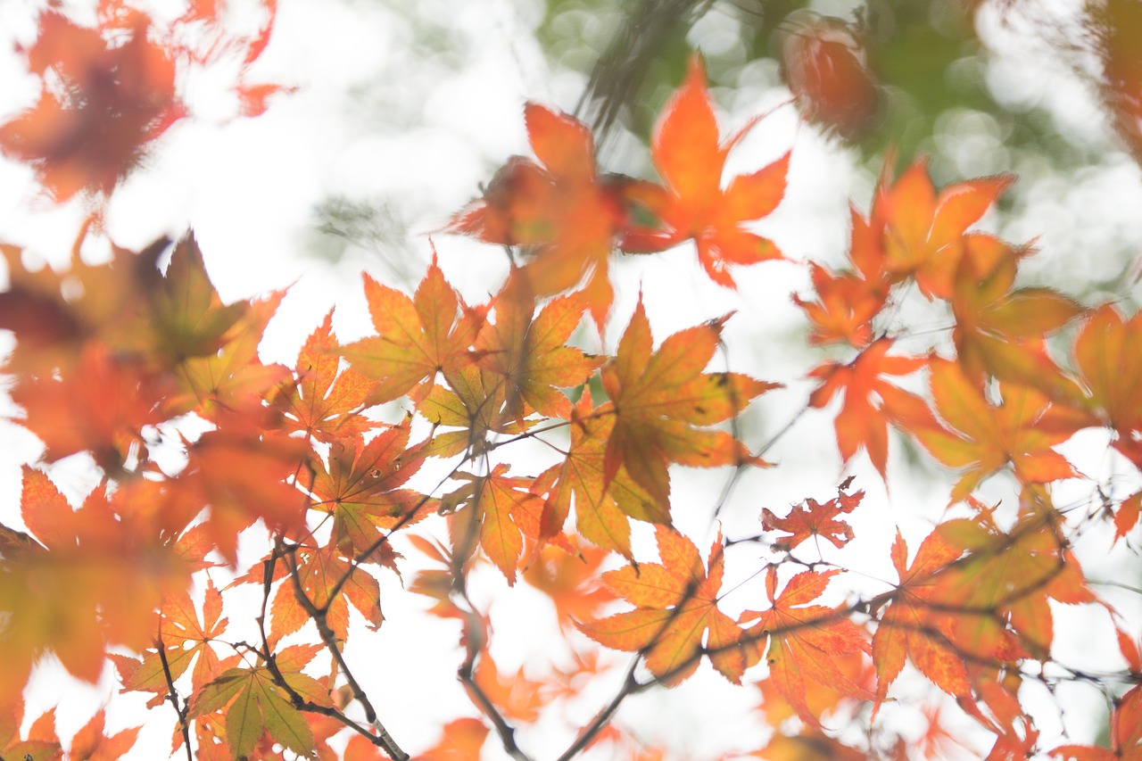 maple autumn red leaves free photo