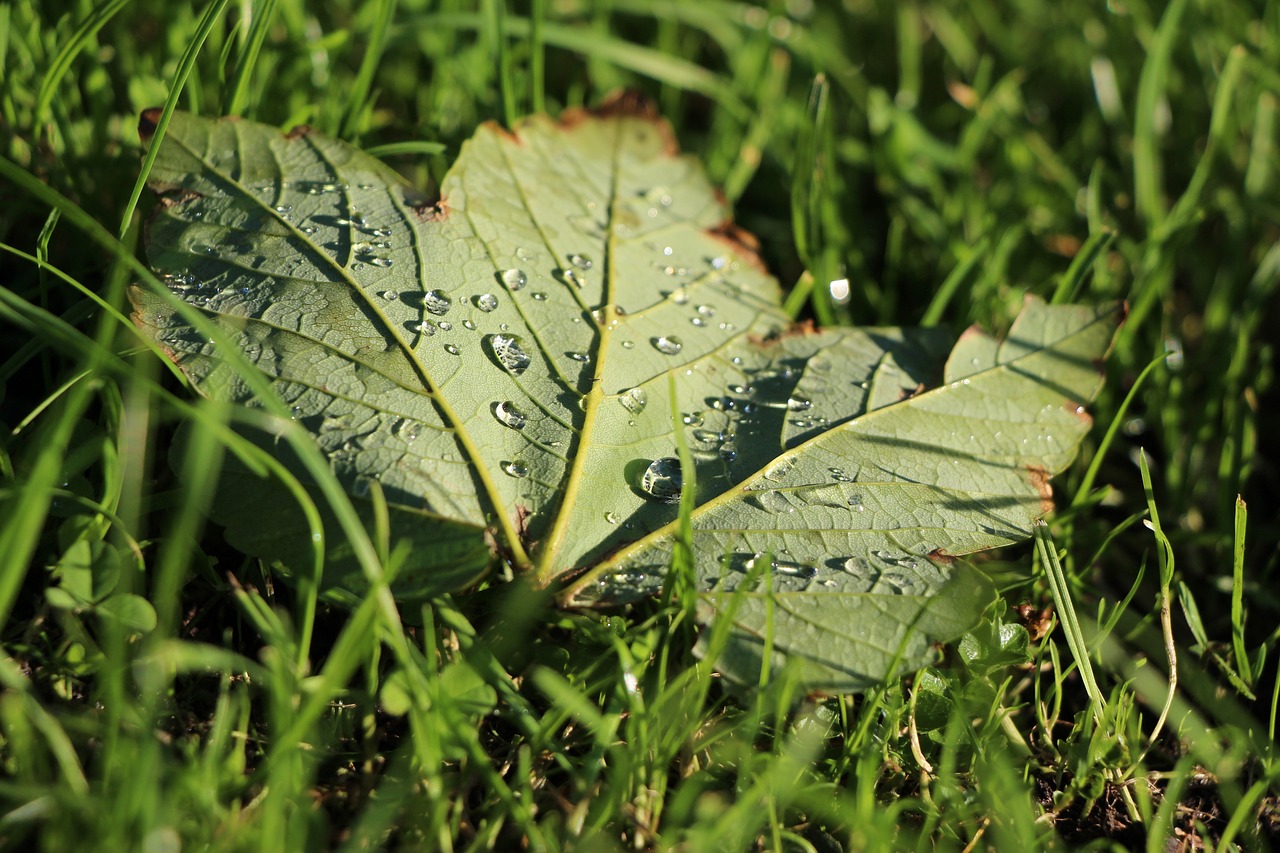 maple leaf drip free photo