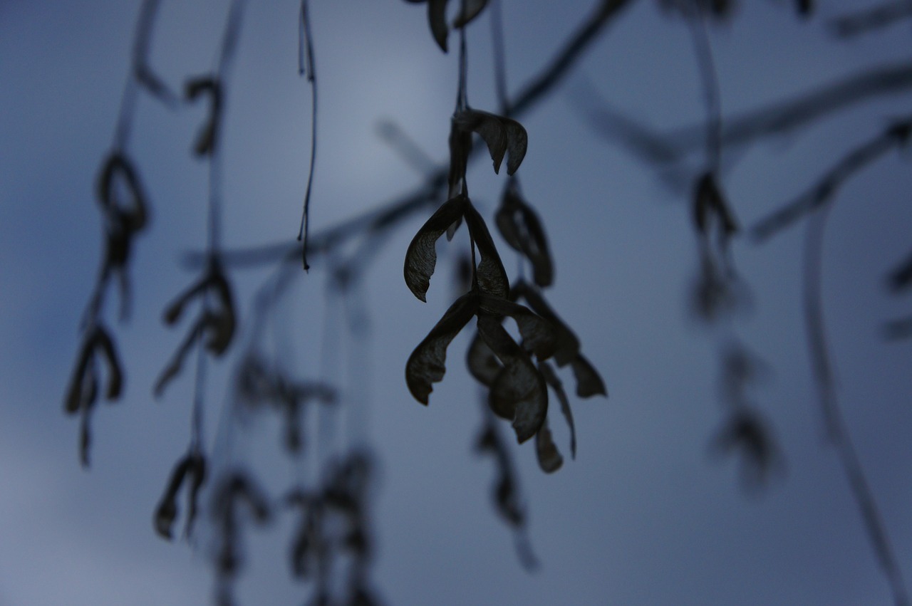 maple leaves maple seeds winter free photo