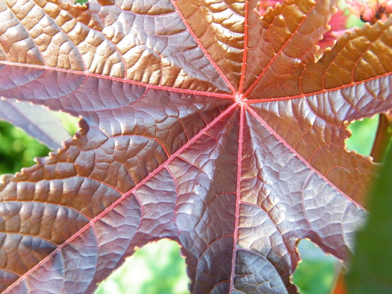 maple leaf red free photo