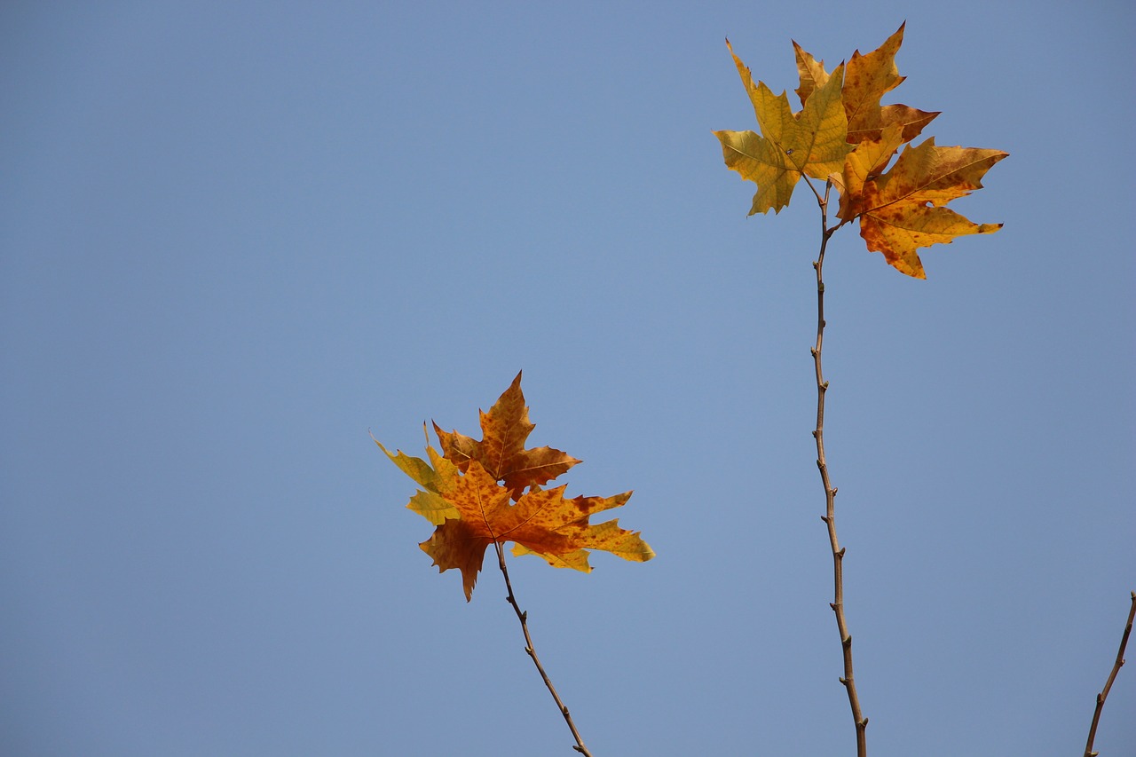 maple sky blue free photo