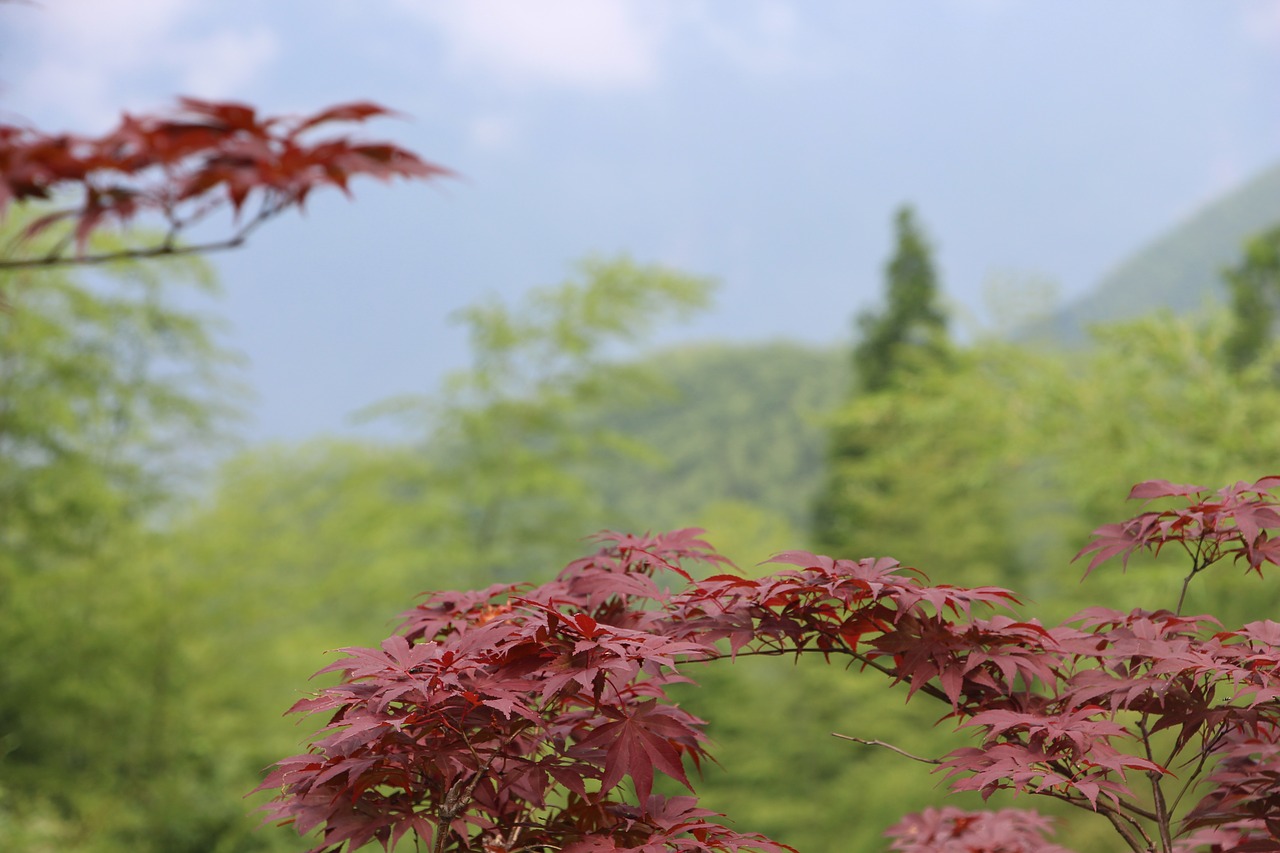 maple red leaves bamboo free photo