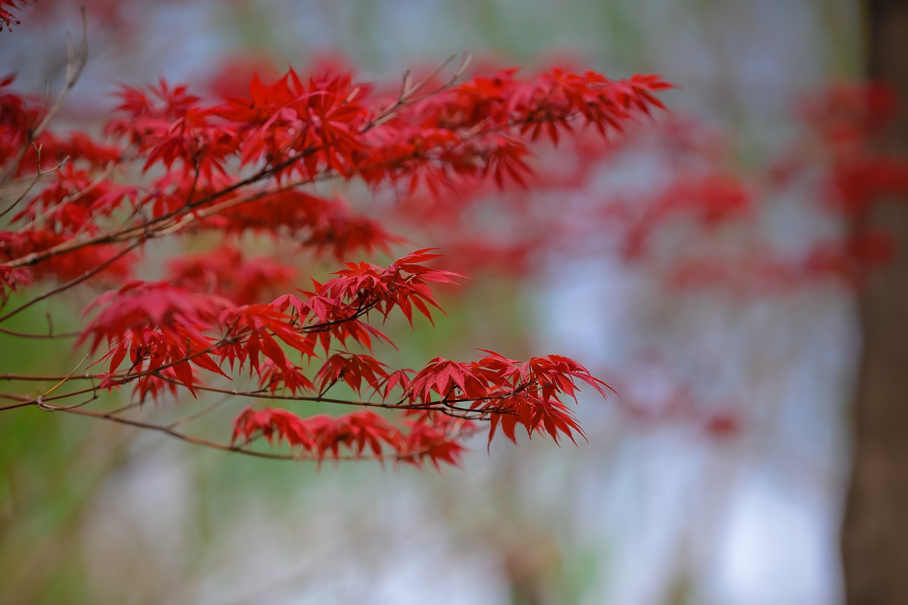 maple autumn red free photo