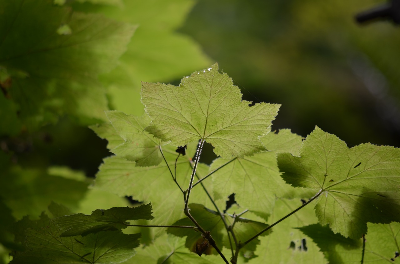 maple tree nature free photo