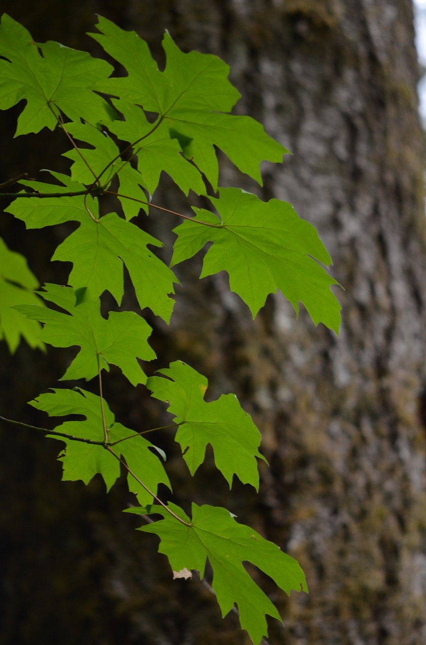 maple leaves leaf free photo